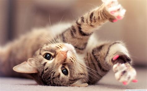 Cute Cat Wallpaper - Cute Baby Cats Wallpapers - Wallpaper Cave ...