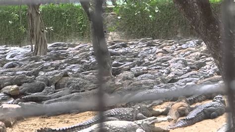 CROCODILE PARK AT CHENNAI - YouTube