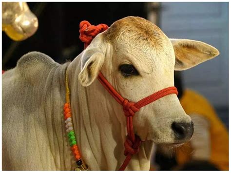 What are the distinctive physical characteristics of Punganur cows? | by Homeopathic Pet ...