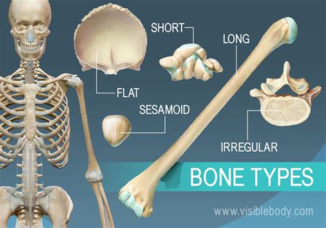 Types of Bones | Learn Skeleton Anatomy