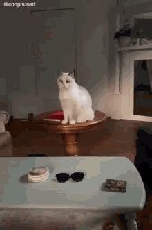 Cat Fall GIF - Cat Fall Cute - Discover & Share GIFs