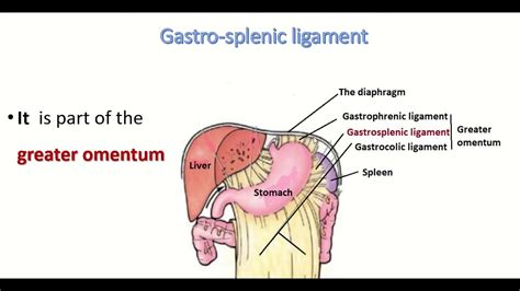 Anatomy of gastrosplenic ligament - YouTube