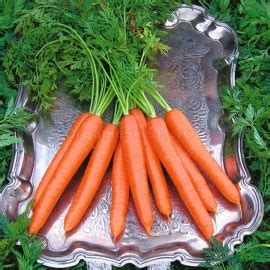 CARROT TOP Seeds - 100% NON-GMO Heirloom & Organic seeds.