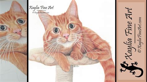 How To Draw Cat Fur With Colored Pencil : Pencil Colored Drawings ...