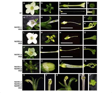 | Phenotypes of N. benthamiana plants inoculated with different... | Download Scientific Diagram