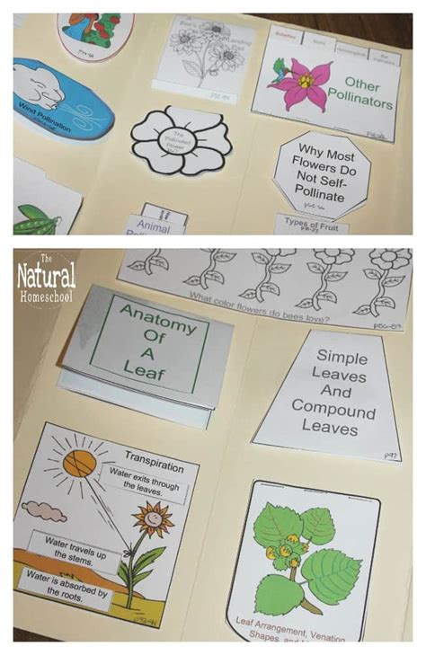 Botany Projects for Kids - Awesome Hands-on Learning Ideas - The ...