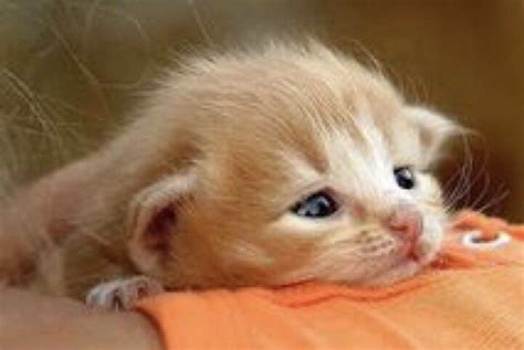 Why Do Baby Kittens Cry So Much