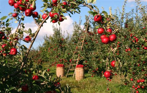 apple tree orchard red green ladder harvest 4k HD Wallpaper