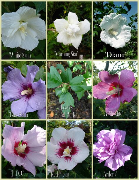 Hibiscus syriacus - Surfing Hydrangea Nursery, Inc.