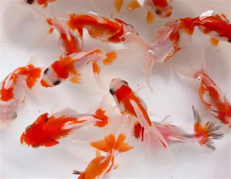 Goldfish ปลาทองฮอลันดาหัววุ้น สีซากุระขาวแดง ไซร้2นิ้ว คัดเกรดสวยๆ มีประกันสินค้าคะ | LINE SHOPPING