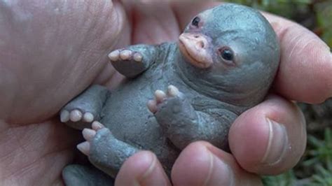 No Internet, that’s not how a ‘baby platypus’ looks. Truth behind viral ...