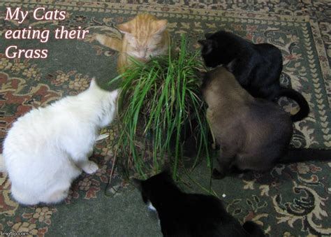 My cats eating their grass - Imgflip