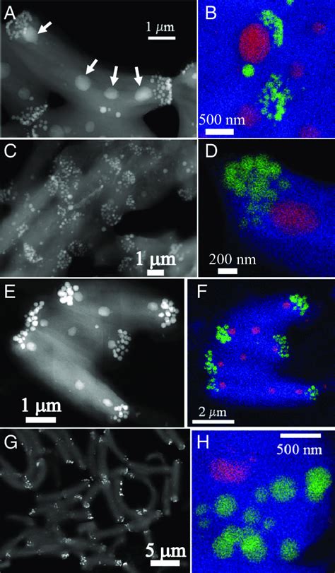 Electron microscopy images of Synechococcus sp., Ca. S. calcipolaris,... | Download Scientific ...