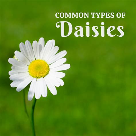 Five Common Types of Daisies - Dengarden