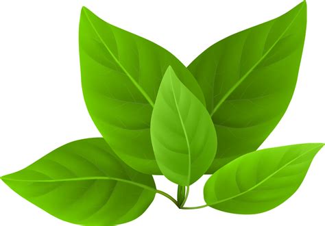 Stem Green Tea Leaves PNG Image - PNG Mart