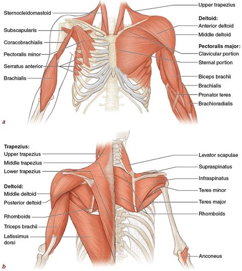 Name Of Muscles In Upper Back : I Finished Massage Therapy Training! | Muscle diagram ... - The ...