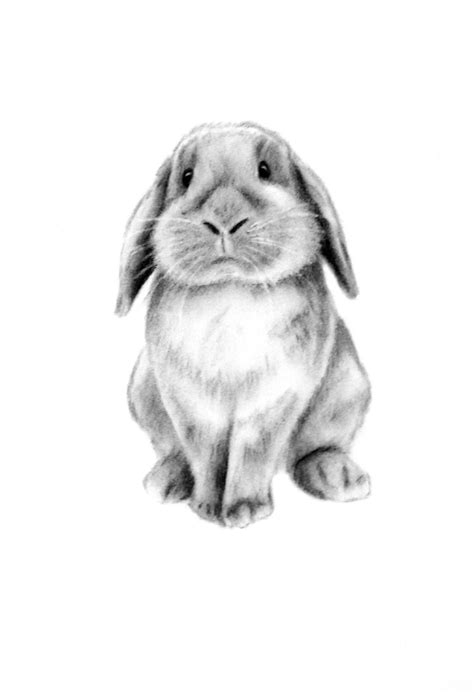 Rabbit Art, ORIGINAL Charcoal 5"x7" Lop Eared Rabbit Drawing - Bunny Sketch- Easter Art ...