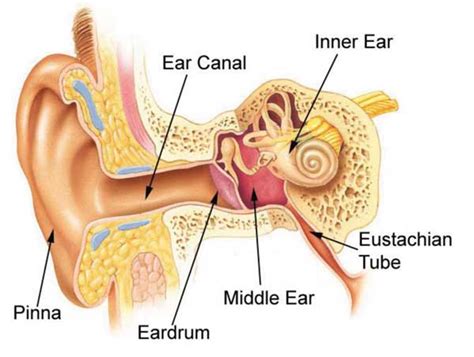 Science to Live By: Our Senses (Part Three): Hearing | Crozet Gazette