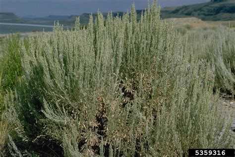 big sagebrush (Artemisia tridentata)