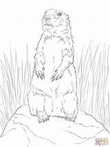 Prairie Dog Drawing At GetDrawings  Free Download sketch template