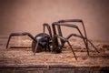 Image of black spider | CreepyHalloweenImages