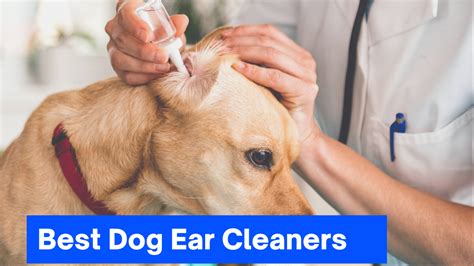 10 Best Dog Ear Cleaners Updated 2021 - Zoological World