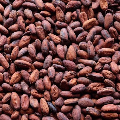 Raw Cacao / Cocoa Beans Chocolate Organic Arriba Nacional Bean | Etsy