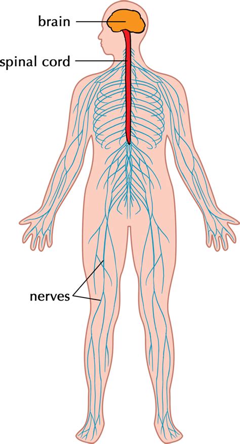 Advanced digital networks look a lot like the human nervous system