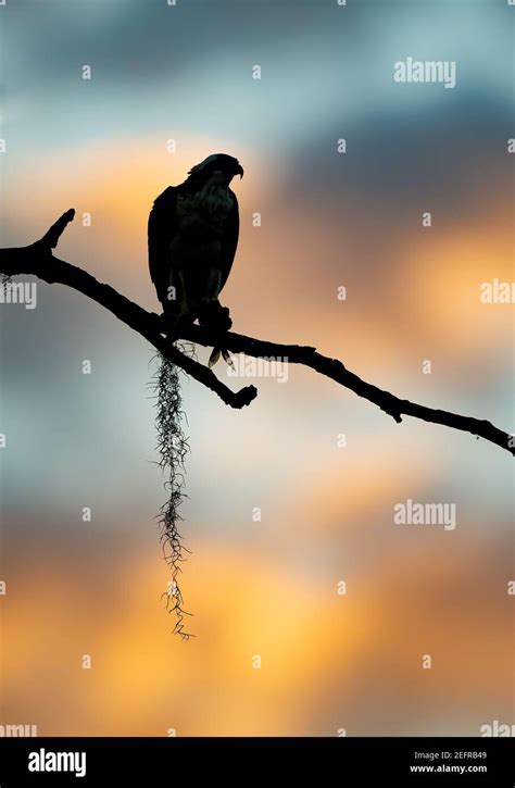 An osprey in Florida Stock Photo - Alamy