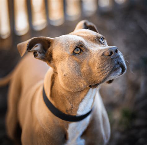 Photo of a tan Pitbull | Pet Dog Owner