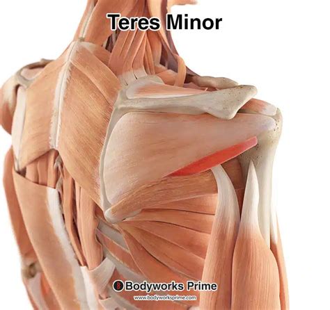 Teres Major Muscle Muscle Anatomy Medical Anatomy Mus - vrogue.co