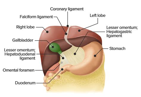 Liver Anatomy Ligaments