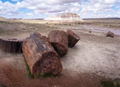 One Day in Petrified Forest National Park: A Complete Guide - Uprooted Traveler