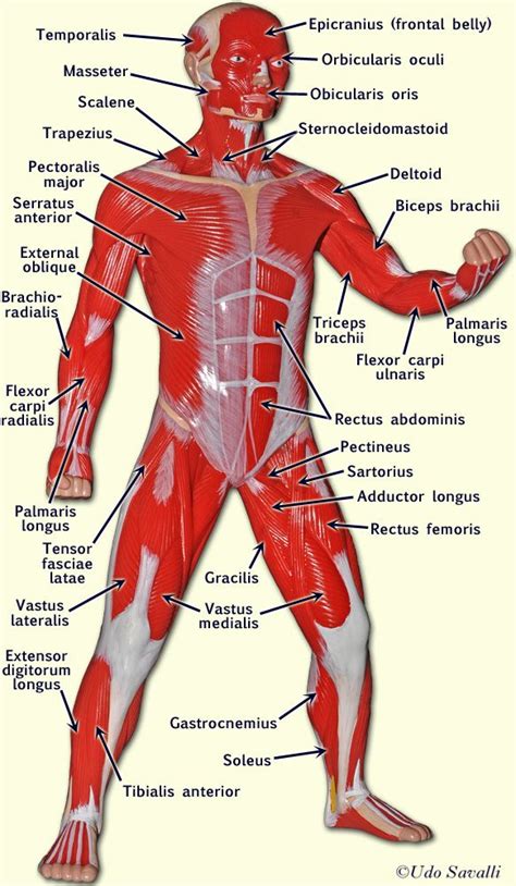 BIO201-Muscle Man | Human muscle anatomy, Human anatomy and physiology ...