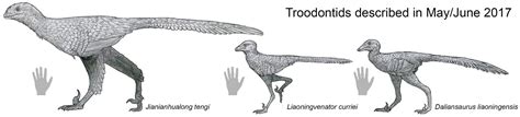 2017 Troodontids by Tomozaurus on DeviantArt