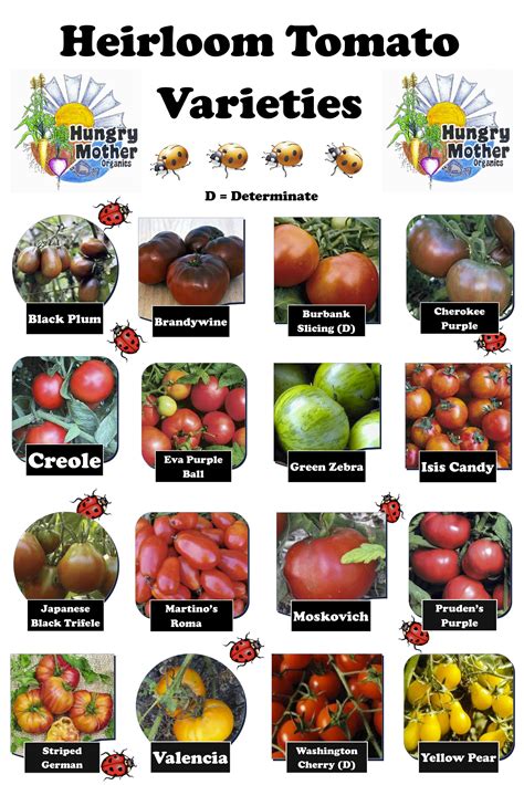 Heirloom Tomato Varieties | Heirloom tomatoes varieties, Heirloom ...