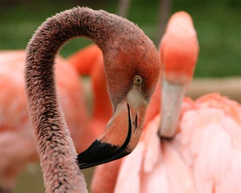 American Flamingo | Audubon Field Guide