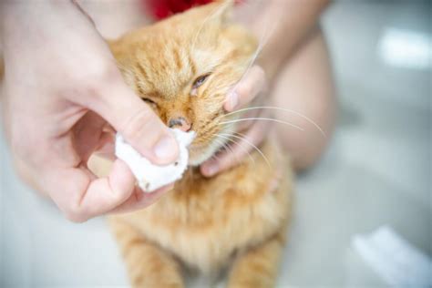 Nose Cancer in Cats: Causes, Symptoms & Treatment - Cats.com