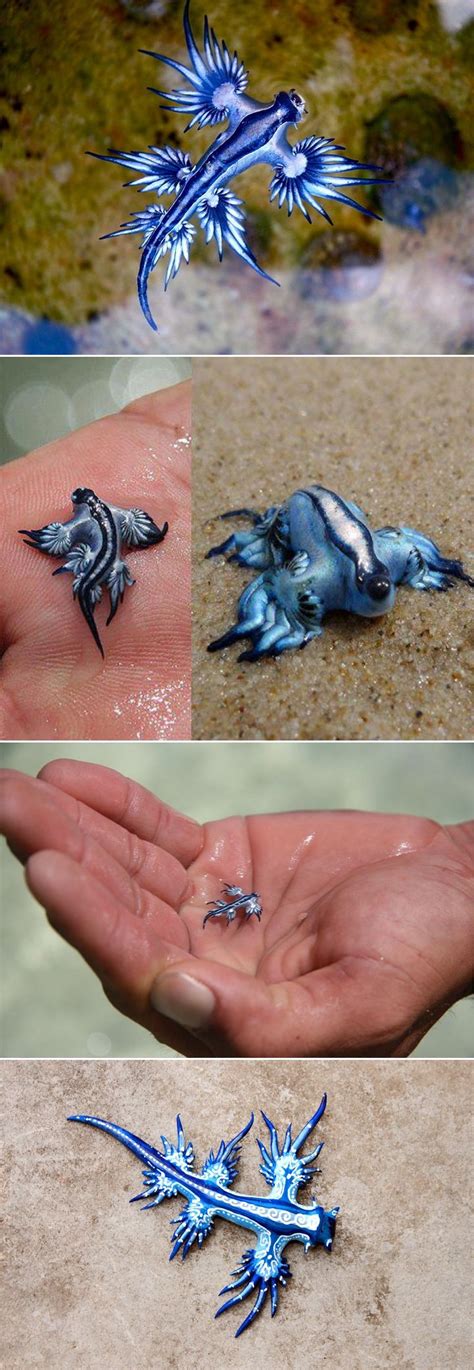Rare Sighting of a "Blue Dragon" Spotted on the Shores of Australia | Weird animals, Animals ...