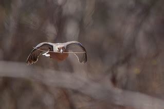 Mourning Dove | Dover, NH | Scott Heron | Flickr