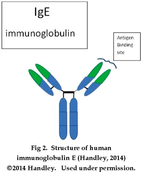 [PDF] Quantitation of Immunoglobulin E Using Fluorescence Assay | Semantic Scholar