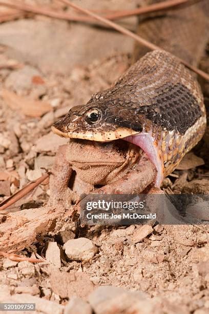 25 Toad Eater Snake Stock Photos, High-Res Pictures, and Images - Getty ...