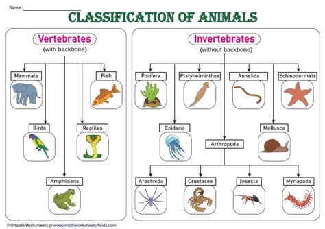 Classification chart | Vertebrados e invertebrados, Clasificación de animales, Mi libro magico pdf