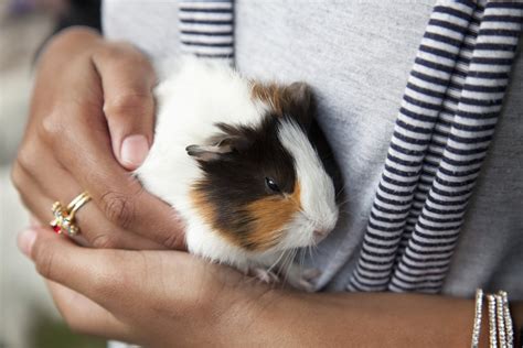 Guinea Pigs | 9 Best Small Pets For Cuddling | POPSUGAR Pets Photo 8