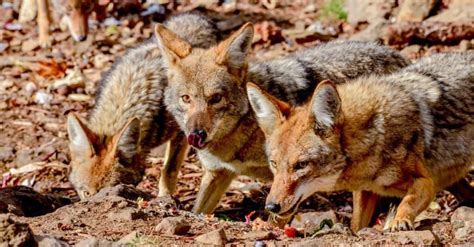 Coyote Howling: Why Do Coyotes Make Sounds at Night? - A-Z Animals