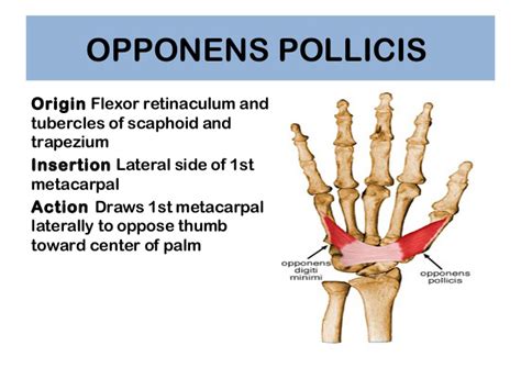 Adductor/Oppenens Pollicis - Thumb Pain - West Suburban Pain Relief