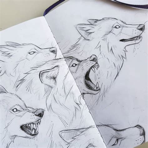 morning wolf sketches : r/drawing