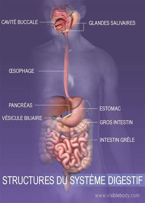 10 faits sur le système digestif