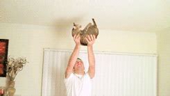 Workout with your cat (8 gifs) | Amazing Creatures