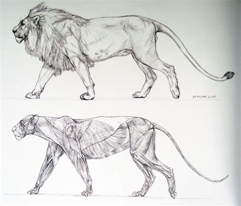 Anatomy lion | Animal drawings, Pencil drawings of animals, Lion anatomy